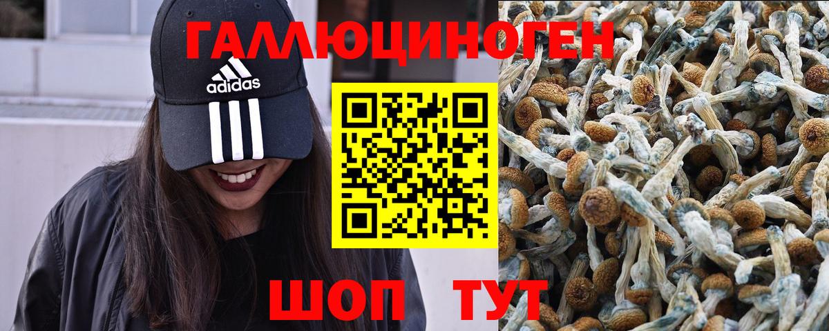 Вышний Волочёк  Псилоцибиновые грибы ЛСД  как найти   Вход с VPN 
